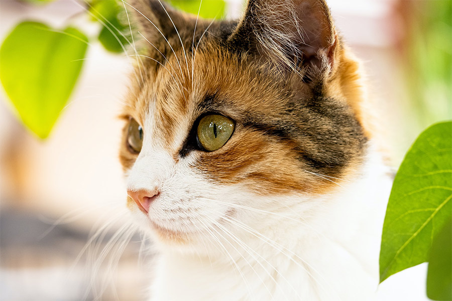 Flexible preventative care plans for your cat.
